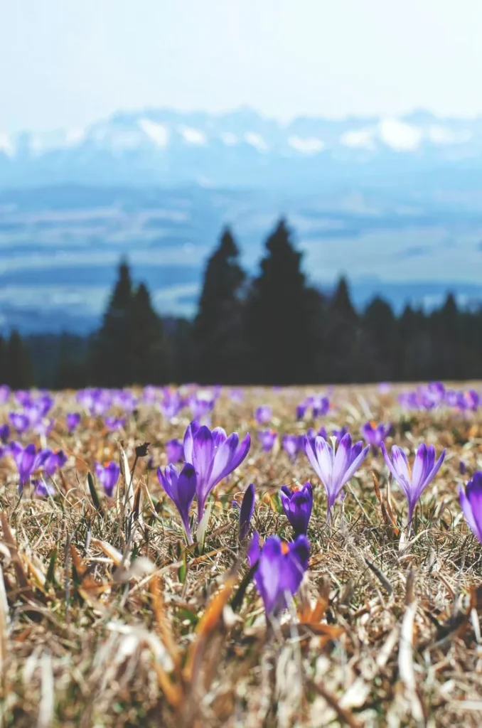 Encantadores crocus con fondo nevado